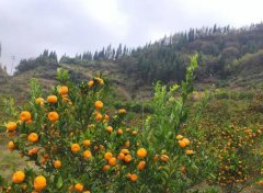闲置的山地染成了金土地映出乡村产业振兴别样红